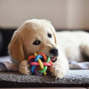 Dog Toys