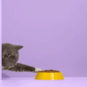 Pet Feeding